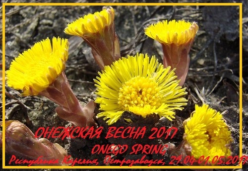  Онежская весна 2017 